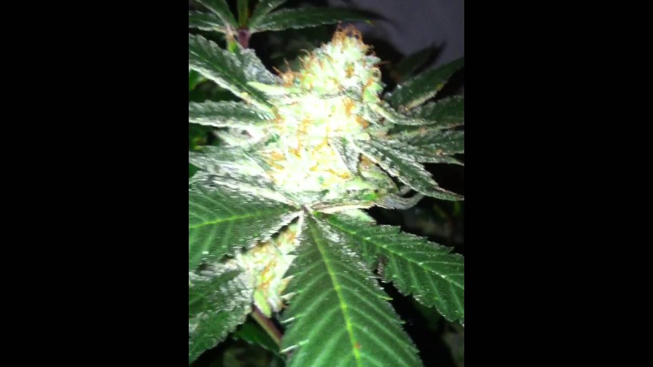 Wreck: Northern lights