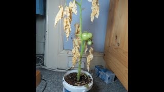 Fertilizer damage