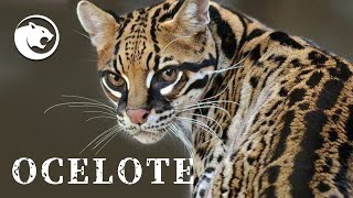 OCELOTE - Un hermoso felino americano que actualmente enfrenta una difícil situación. #minidoc #gato by BENILANDIA 30,550 views 1 year ago 8 minutes, 15 seconds