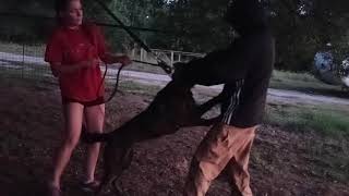 Dutch Shepherd ( Lobo ) under pressure bite work