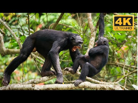 Duelo Épico de Gorilas A Luta Brutal pelo Amor! 4K | Full Episode | Animais Selvagens