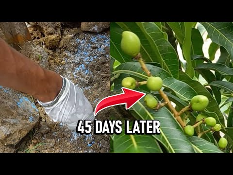 Video: Mangoboomprobleme - Geen mangovrugte op boom nie