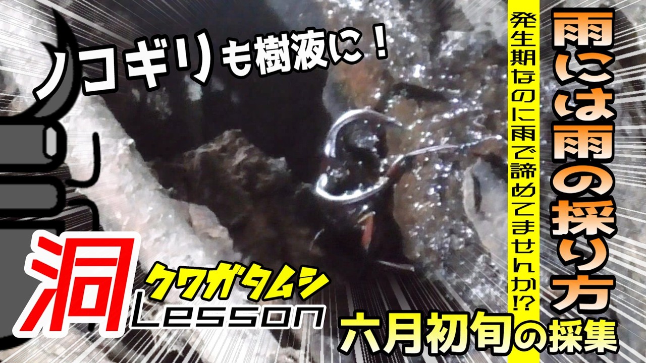 オオクワガタ・ヒラタクワガタ採集の必需品！「ひっかき棒