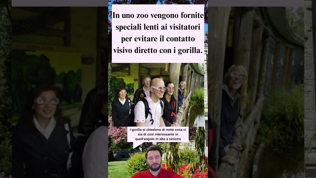 In alcuni zoo occhiali speciali per evitare il contatto visivo con i gorilla e ridurre lo stress 🦍👓