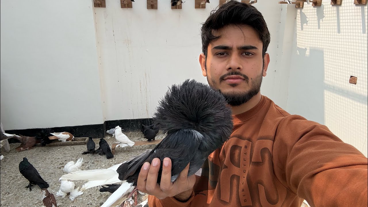 हम लायेंगे jacobin की female ।। और साथ में और नए कबूतर master cage में ☺️….