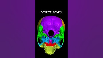 Anatomy of skull bone #mbbs