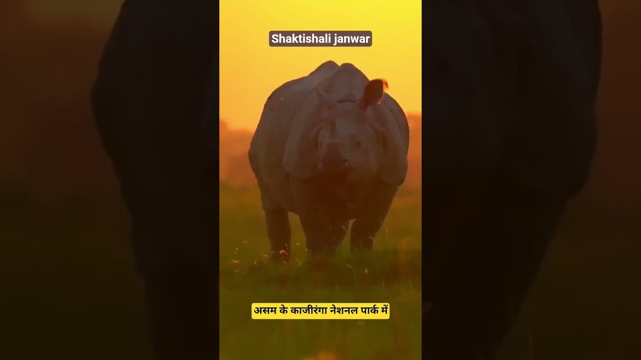 SAI Series 03, Armored vehicle on legs: One Horner Rhino 🦏🇮🇳☠️💣 #shorts #india #rhino #animals #asam