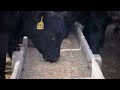 USDA’s Ranchers First initiatives offer potential and raise new questions