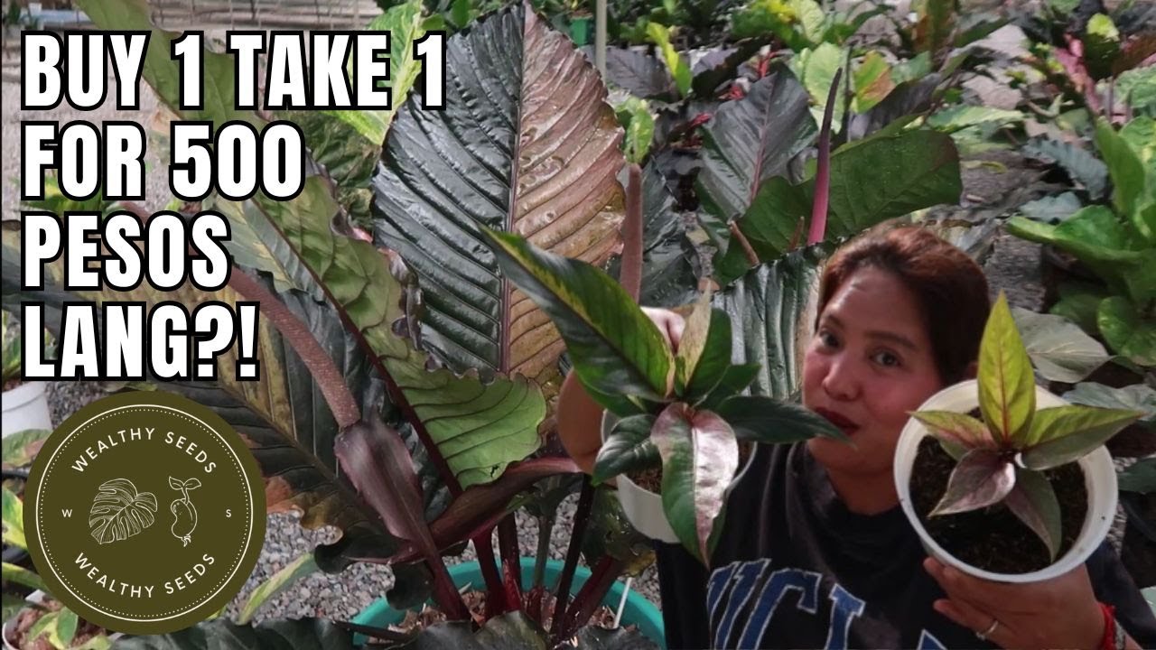 PINAKAMURANG ANTHURIUM FOLIAGE COLLECTION NASA SARIAYA QUEZON LANG PALA! | KINABOG ANG IMPORT!
