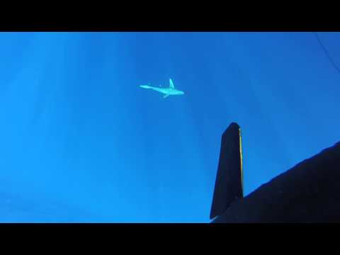 Sharks