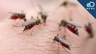 A Crazy Way to End Malaria! A Crazy Way to End Malaria!