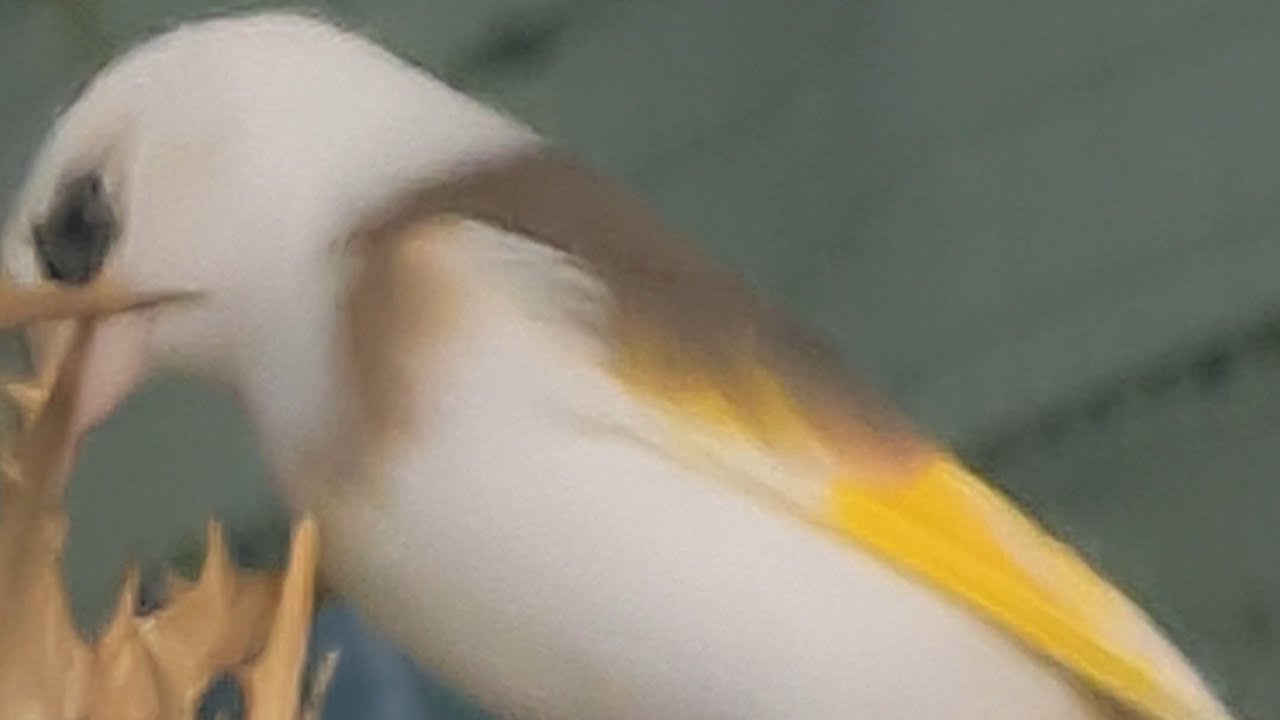 هل نبدأ في وضع الأعشاش في سلاكة الحسون في هذا الوقت 