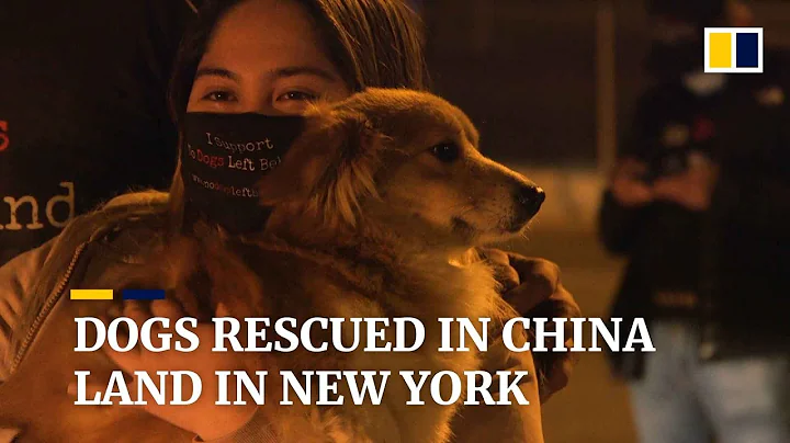 Dogs rescued from China’s slaughterhouses arrive in New York to welcome of adoptive families - DayDayNews