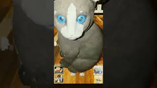 Working with Talking Cat & Background Dog