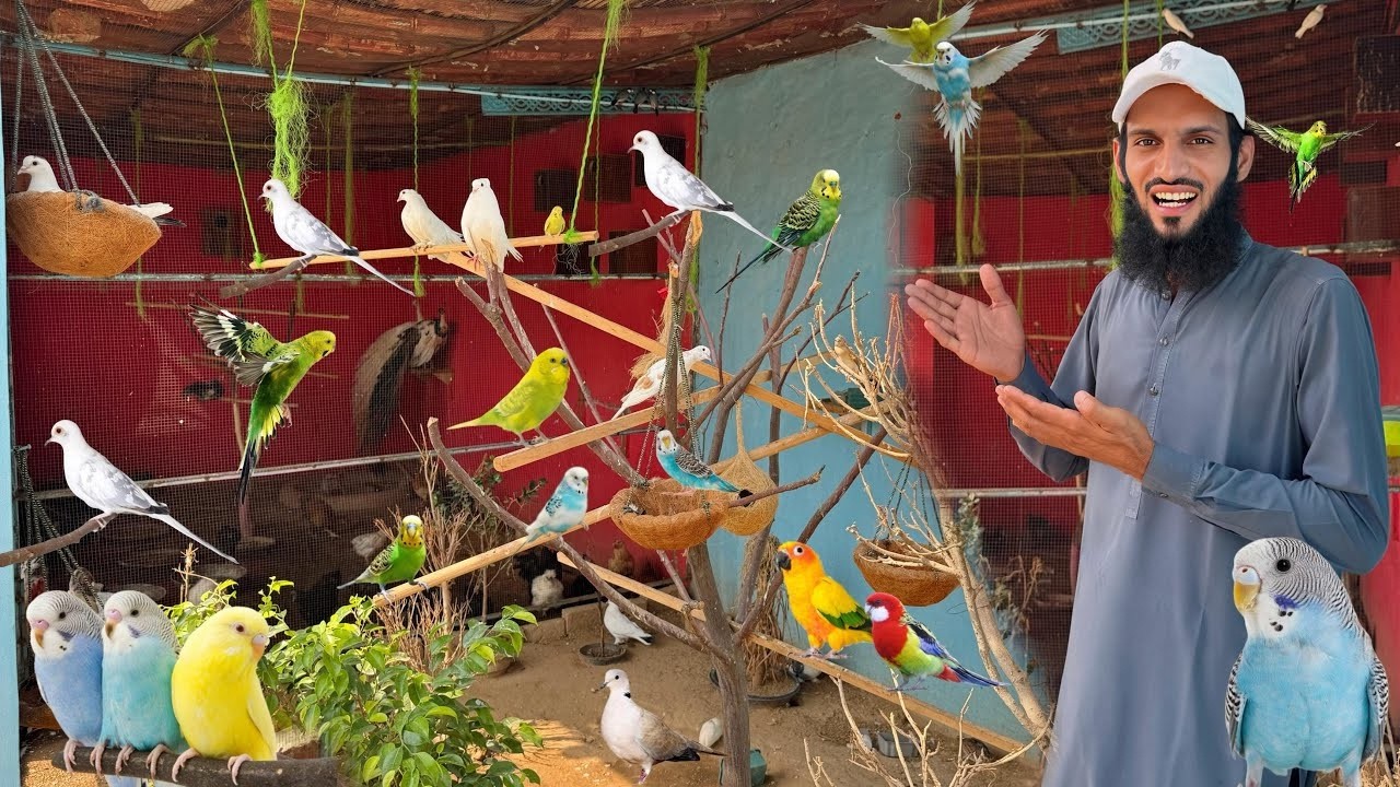Sub Parrots Aviary Main Bahut Khush Hain 🥰 Biggest Aviary 🥰 Bht Sary New Birds Ly Aiye 🦜