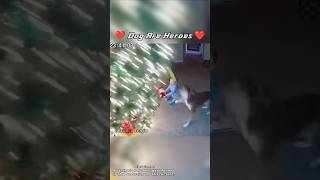 Dog Protect Baby - Heartwarming Moment