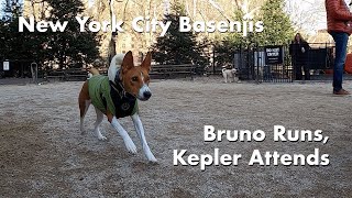Bruno Runs, Kepler Attends  New York City Basenji Meetup  14 January 2024