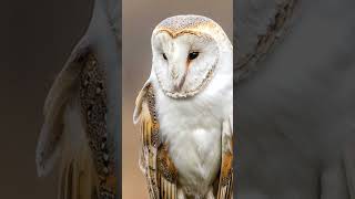 Step into the wonderful world of Wildlife