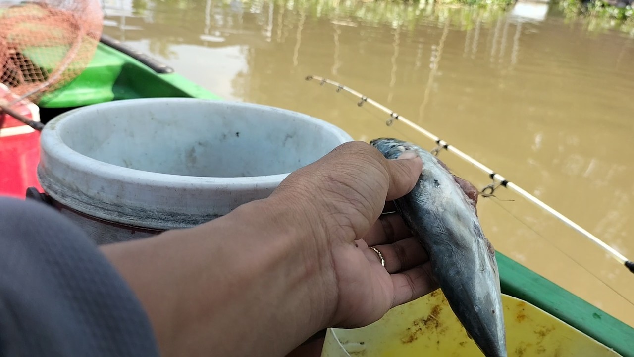 Câu cá Leo sông, mai mắn tiếp tục có hàng.