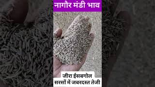 नागौर मंडी भाव | जीरा और ईसबगोल में उछाल #NagaurMandi #MandiBhav #JeeraBhav
