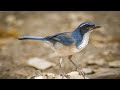California Scrub Jay | Big Morongo Canyon Preserve