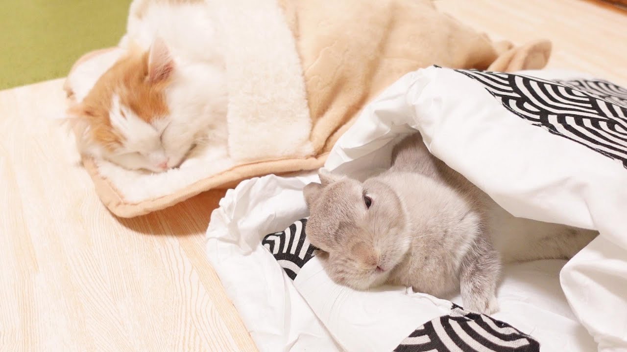 ぐっすり眠る弟ニャンコの隣で穏やかな表情をカメラに向ける姉うさぎ