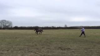 Tara playing silly buggers on the lunge