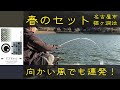 春爛漫向かい風のセット釣り　野池で午後釣行でもツ抜け！【へらぶな釣り】Cruciancarp fishing in Japan How to light tackle against wind