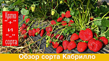 Обзор сорта клубники Кабрилло