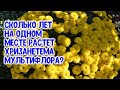 Сколько лет хризантема мультифлора может расти на одном месте?