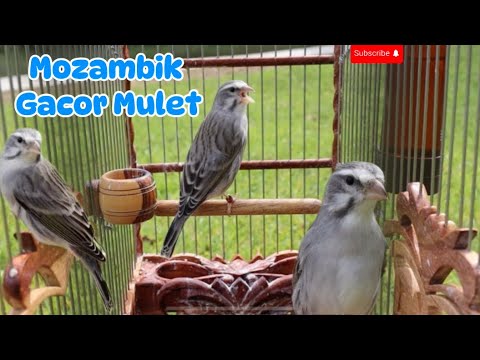 Greensinger mule singing | Canario de Mozambique | Yellowfronted finch | Best Serinus Mozambik Gacor