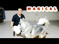 الطريقة السحرية في تدريب كلاب الهاسكي The Magical Way To Train Husky Dogs 