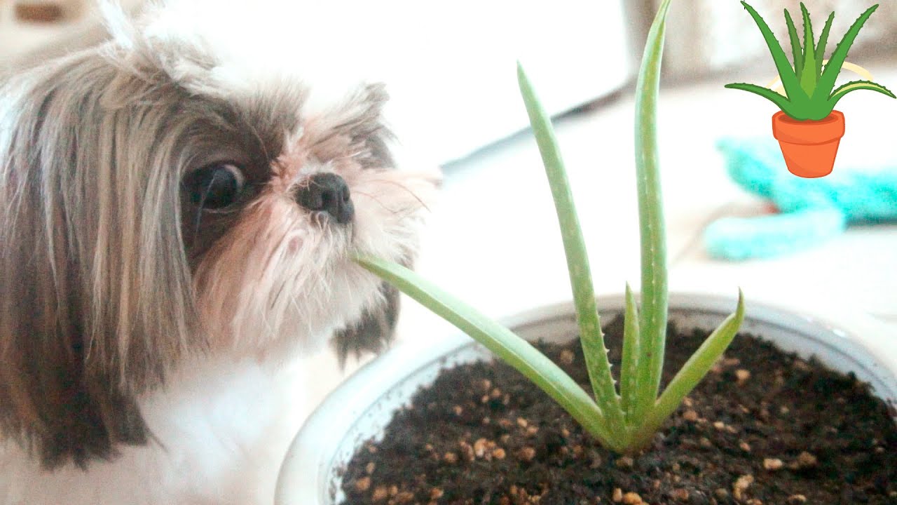 Puppy and her Aloe Vera Plant Too Cute YouTube