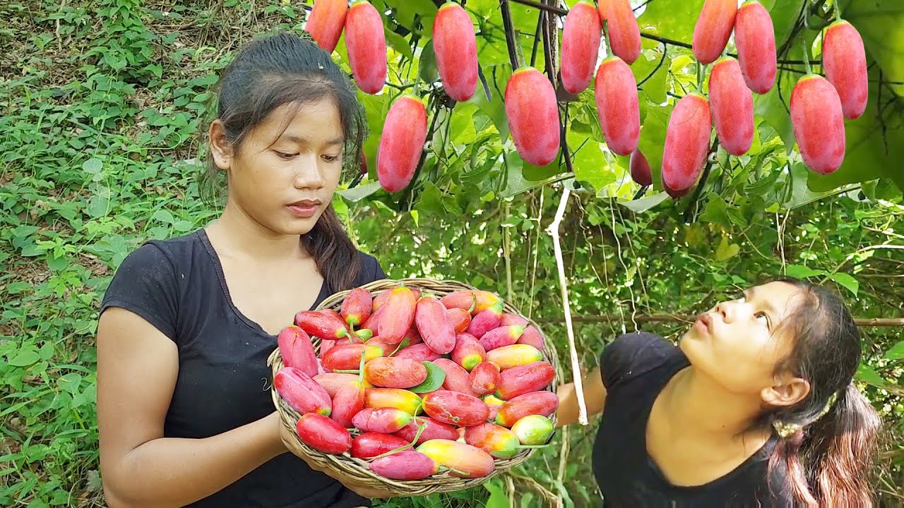 Survival in forest- Found Rip Ivy gourd fruit for lunch and eating delicious
