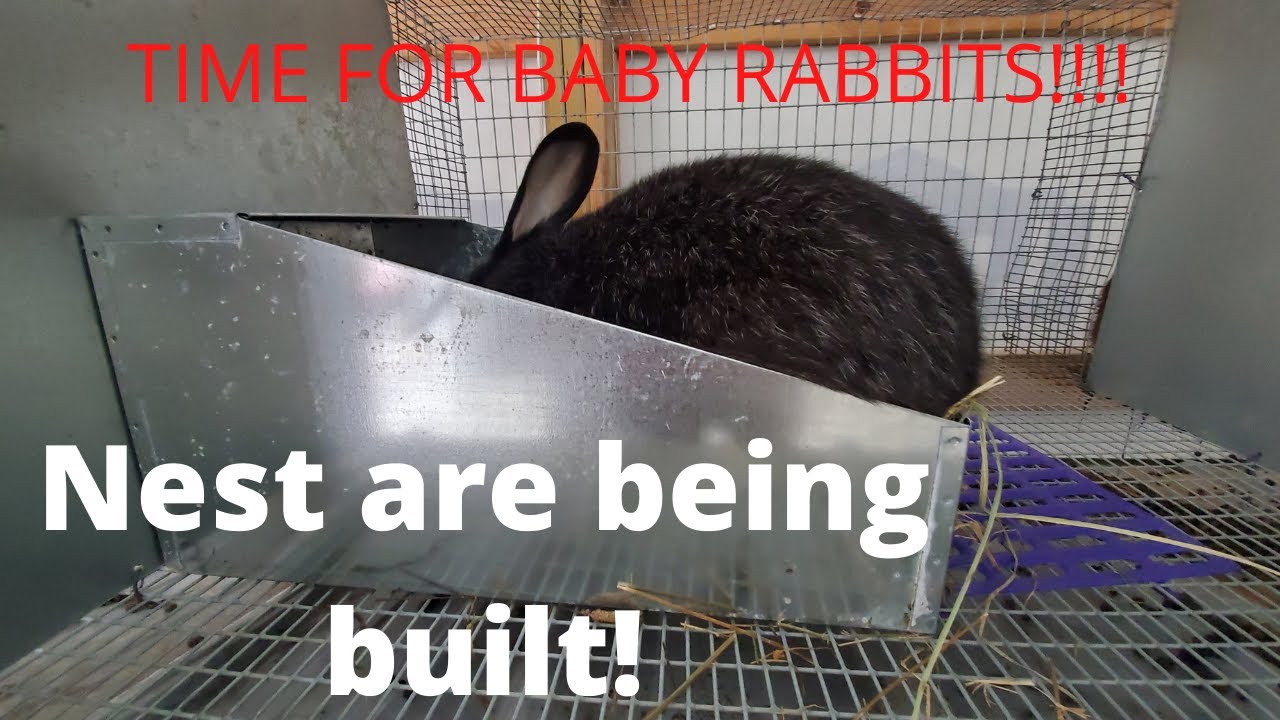 Prepping for more baby rabbits! YouTube