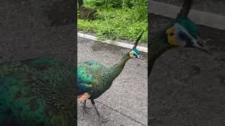 IMG 6905