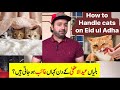 Persian cats behaviour on Eid ul Adha ? | How to handle cats on Eid ul Adha | Urdu | Hindi