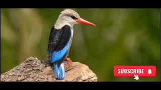 Tembakan Burung Cangkakak Afrika (Grey-headed kingfisher) #viralvideo