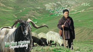 Highland Shepherd Musa's Herd of Sheep and Goat | Documentary ▫️4K▫️