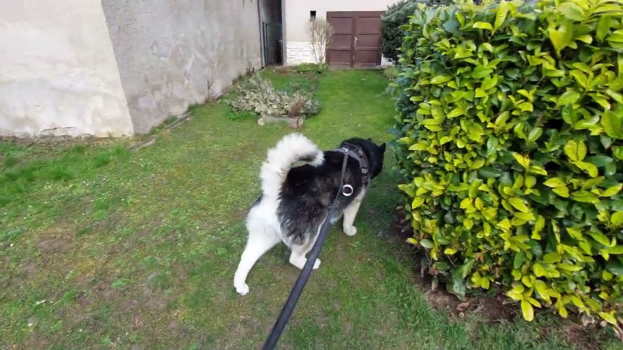 Again with Hugo and cats