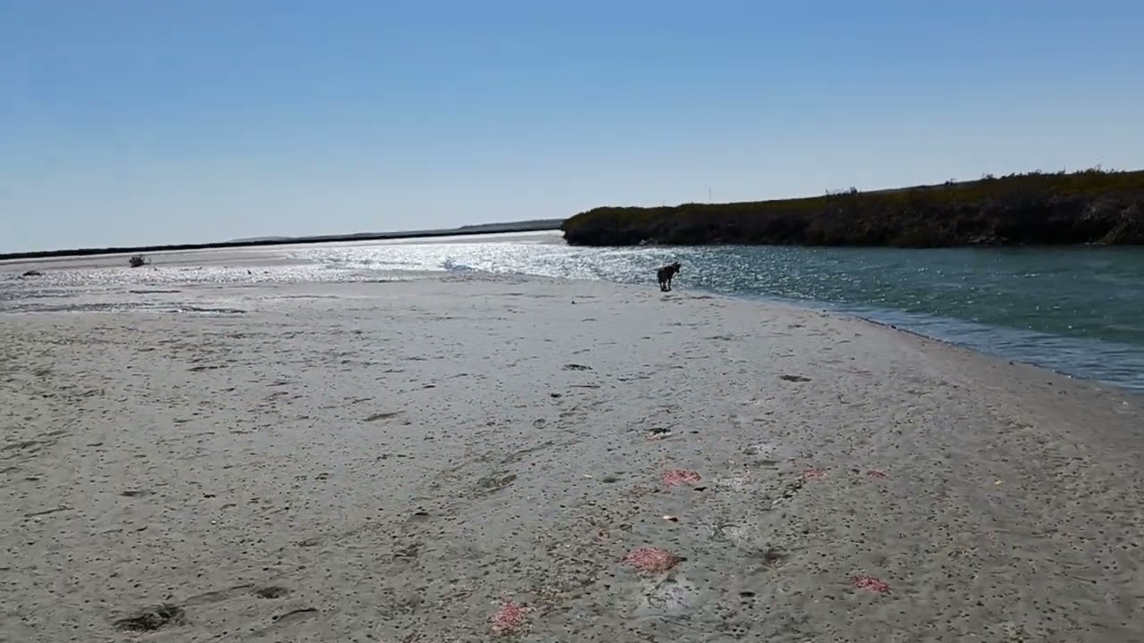⁣Flyfishing Mangroves on a Flyfishing Adventure with Gary Boyer Baja Mexico on a Fly Rod
