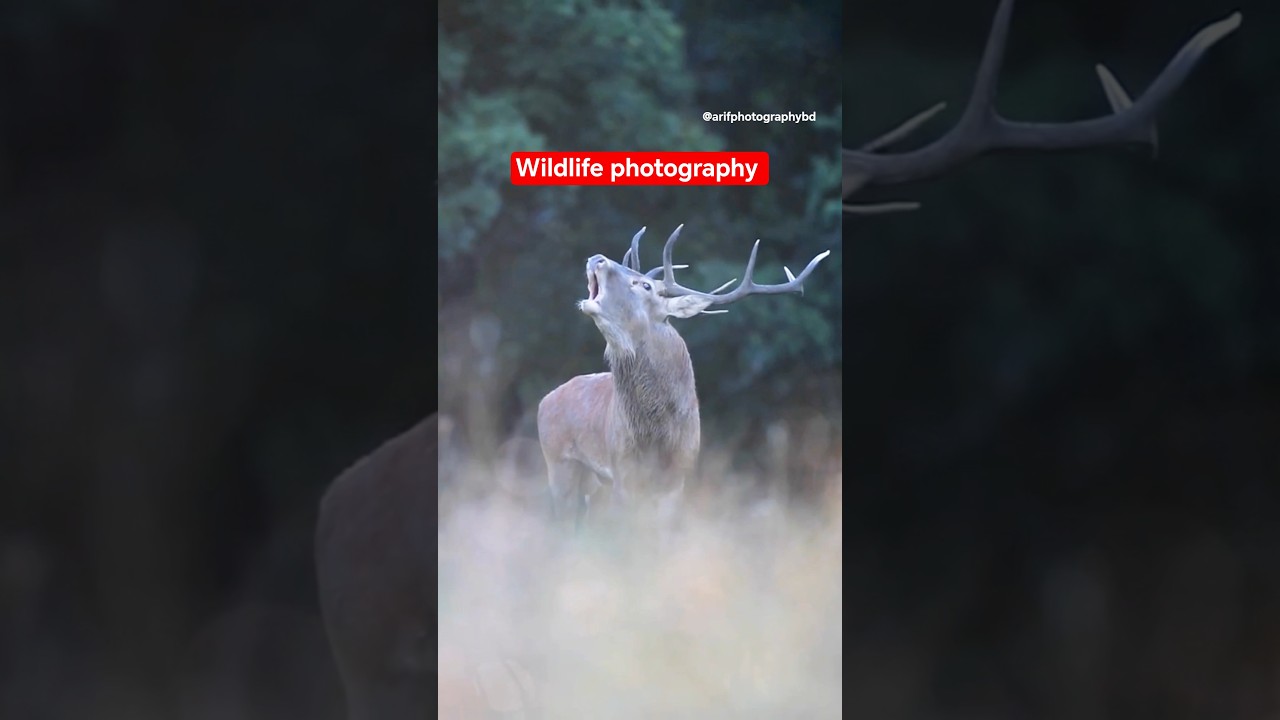 wildlife photography with Arif Photography BD 