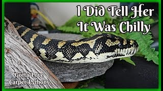 Lily It Is Too Chilly Out Here For You (jungle carpet python)
