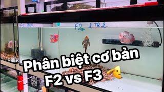 You'll definitely want to see this 🤭 Kamfa F2 vs. Kamfa F3 basics #doangiafish
