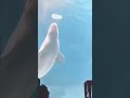 Cute Animals Doing Adorable Things! Penguin, Puppy, Whale & More! #shorts