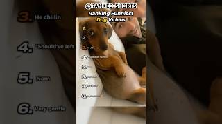 🐶 Ranking the Funniest Dog Moments Ever 😂 | Ranked-Shorts