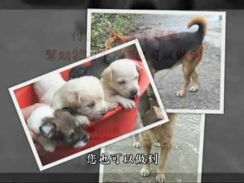 FlyingV 幫助汪媽媽，我們需要你【起源】