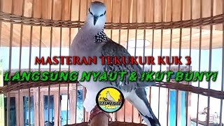 Langsung Nyaut & Ikut Bunyi Dengan Pancingan Tekukur Kuk 3 Gacor Ini