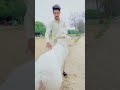 #dumby Subscribe #trending #apnashook #petsvlog #viralshorts