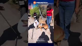 Emotivo Reencuentro Con Su Perrita Tras Incendios Puranoticia.cl